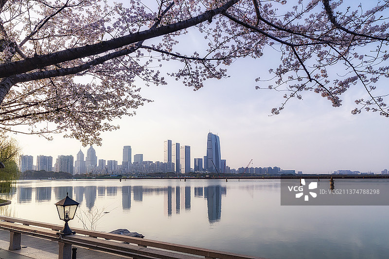 苏州园区金鸡湖的春天樱花开图片素材