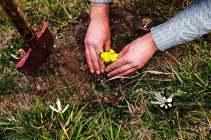 特写镜头:男性的手在种花，裁剪过的手在田地里种花，乌克兰图片素材