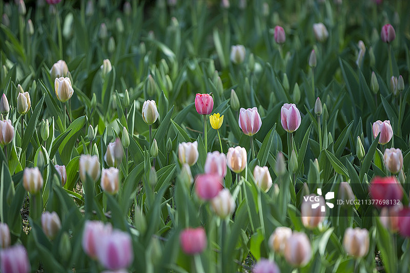 春天，公园里盛开的多色郁金香图片素材