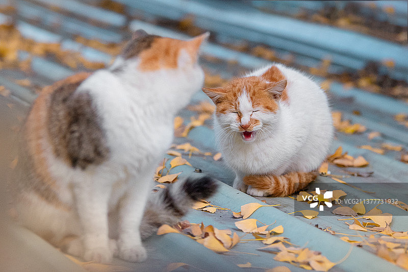 银杏叶中的小猫咪图片素材