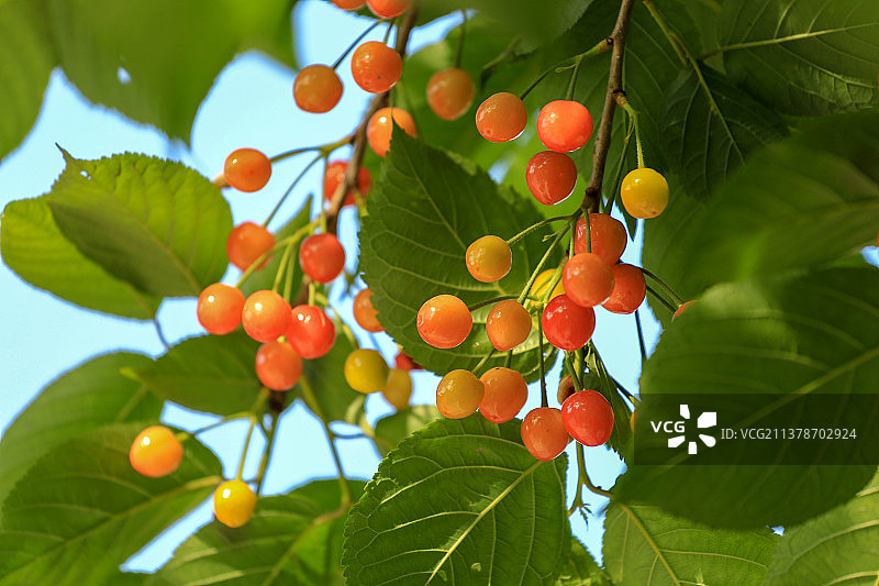 生长成熟的红樱桃水果图片素材