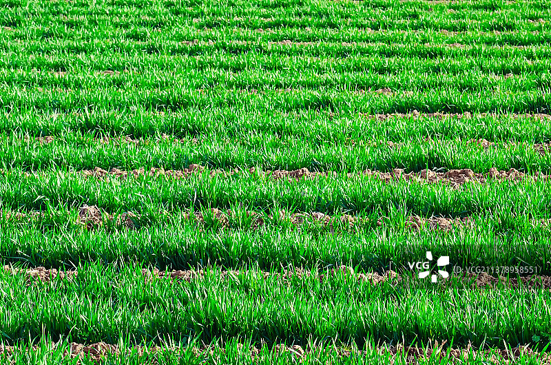 中国野生植物和野外植物拍摄主题，春天的田地里生长出一片绿色的麦苗 麦田 全景图，户外无人图像摄影图片素材