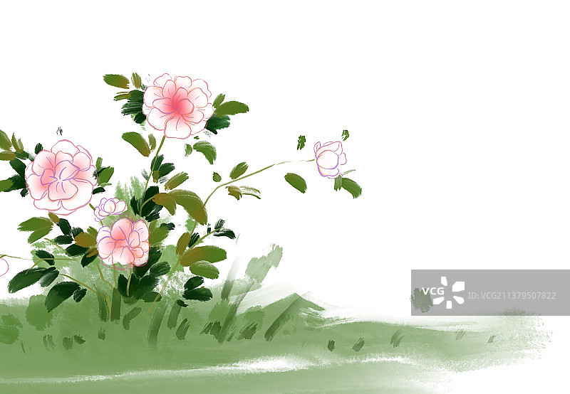 白色背景下粉红色开花植物的特写镜头图片素材