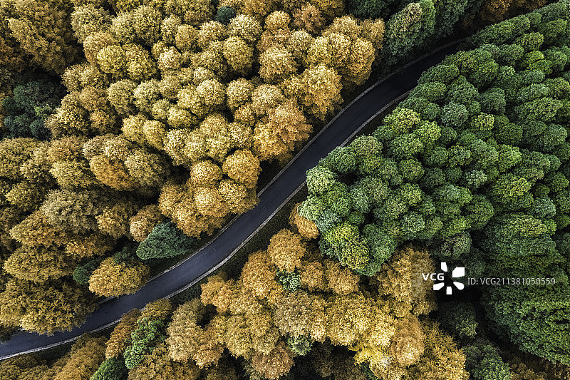 航拍重庆山王平喀斯特原始森林秋季金黄树叶植物图片素材