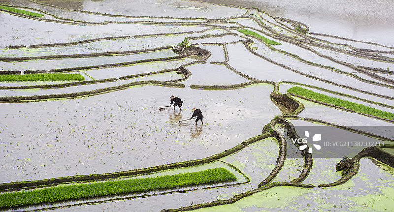 田园风光航拍泉州农业生产稻田农作物梯田耕作风景美图图片素材