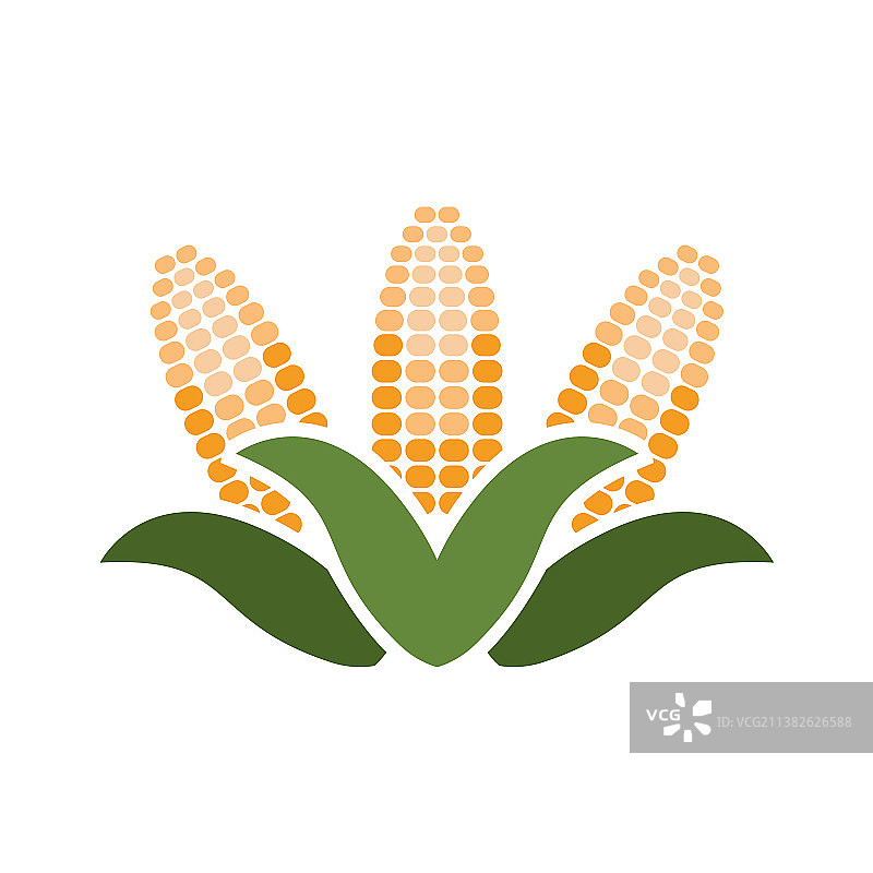 玉米是农业谷物作物图片素材