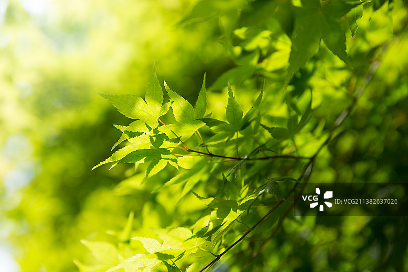 阳光下的枫叶绿色树叶图片素材