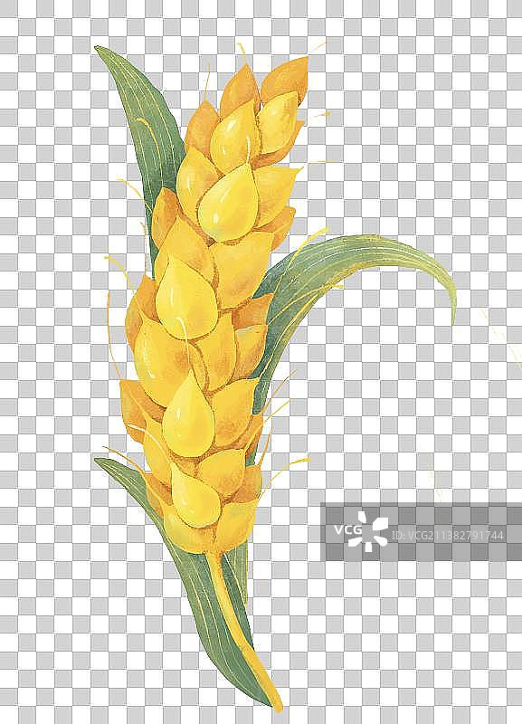 芒种节气插画元素成熟的麦穗图片素材