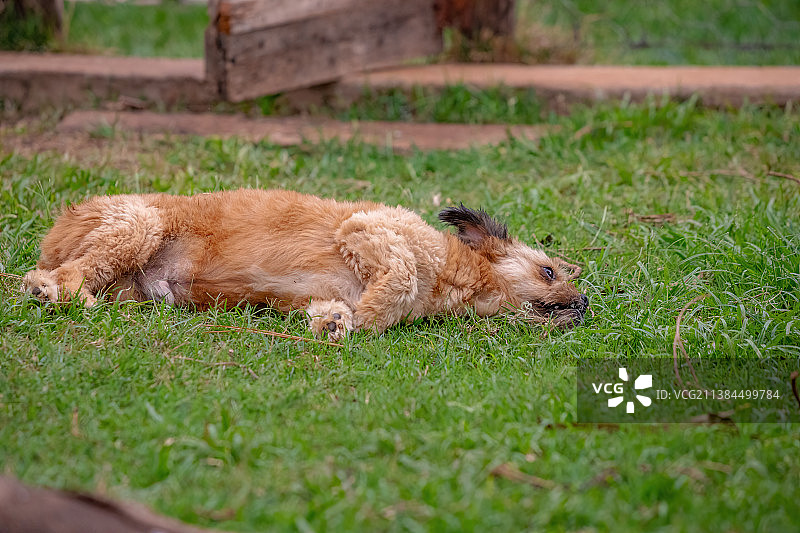 家养的狗睡在农场里图片素材