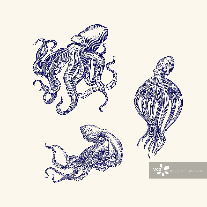 海雕章鱼手绘古稿图片素材