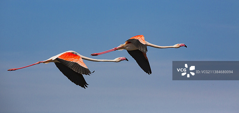 粉红色的火烈鸟，低角度的鸟儿在晴朗的天空中飞翔图片素材