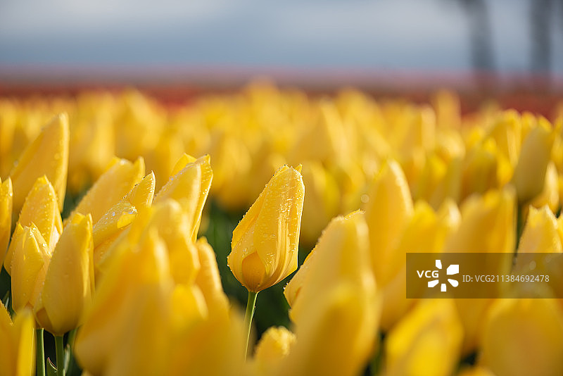 有选择地集中盛开的黄色郁金香，黄色开花植物在田野上的特写，俄勒冈，美国，美国图片素材