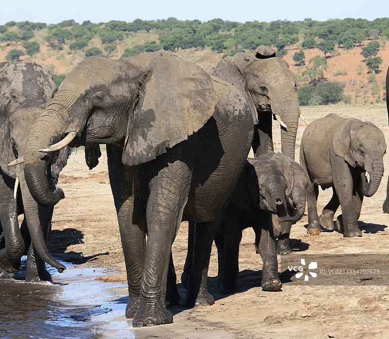 行走中的大象，博茨瓦纳水族馆里的大象图片素材
