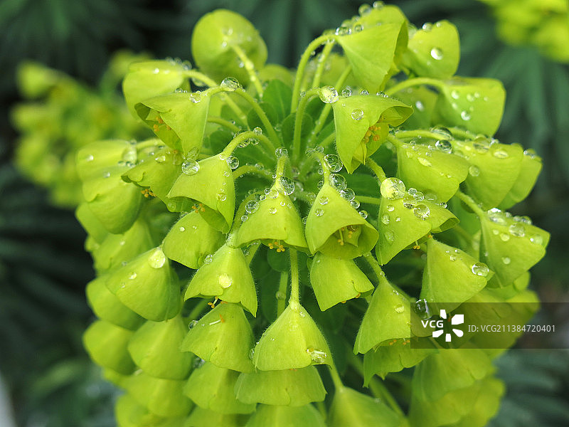 在雨季潮湿植物叶子的特写图片素材