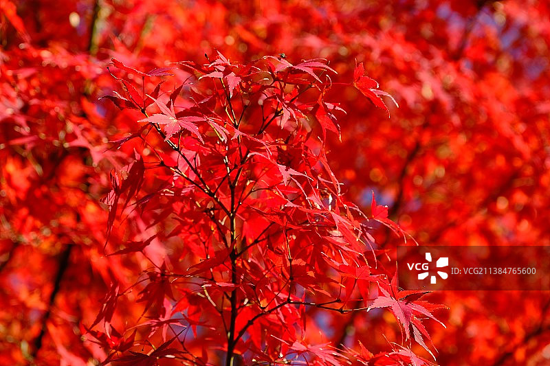东京的季节，树上红色枫叶的特写图片素材