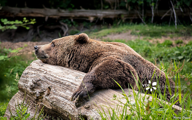 疲倦的熊，一只棕熊躺在草地上，西雅图，华盛顿，美国图片素材