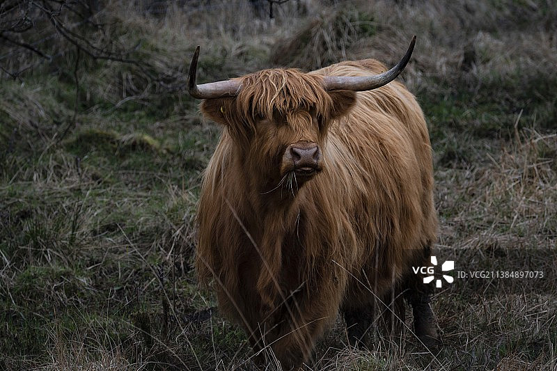 公牛站在田野上的肖像，卢布奈格湖，卡兰德，英国图片素材