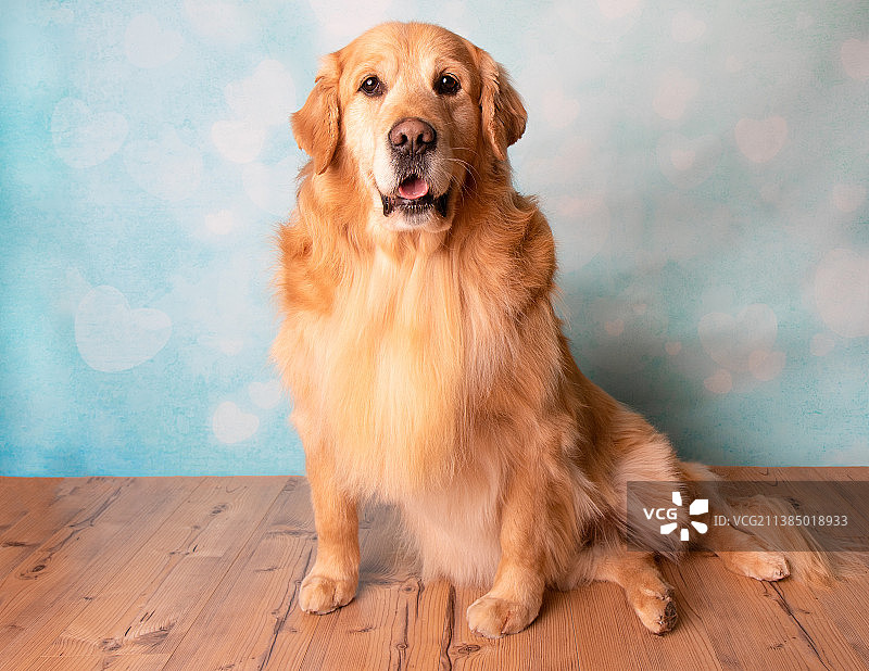 金毛猎犬坐在蓝色心形背景上，伸出舌头图片素材