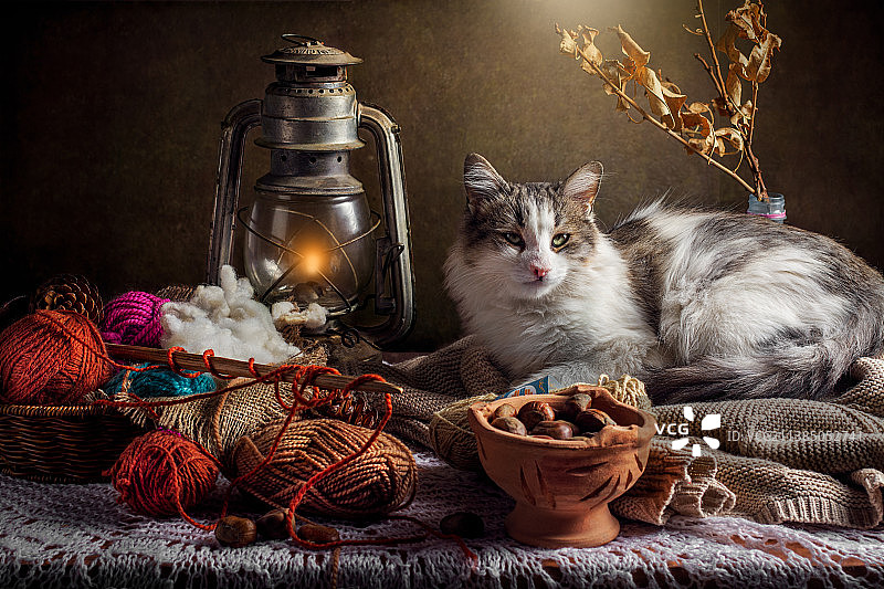 肖像猫坐在照明灯笼灯在坛子桌上，阿尔杰，阿尔及利亚图片素材