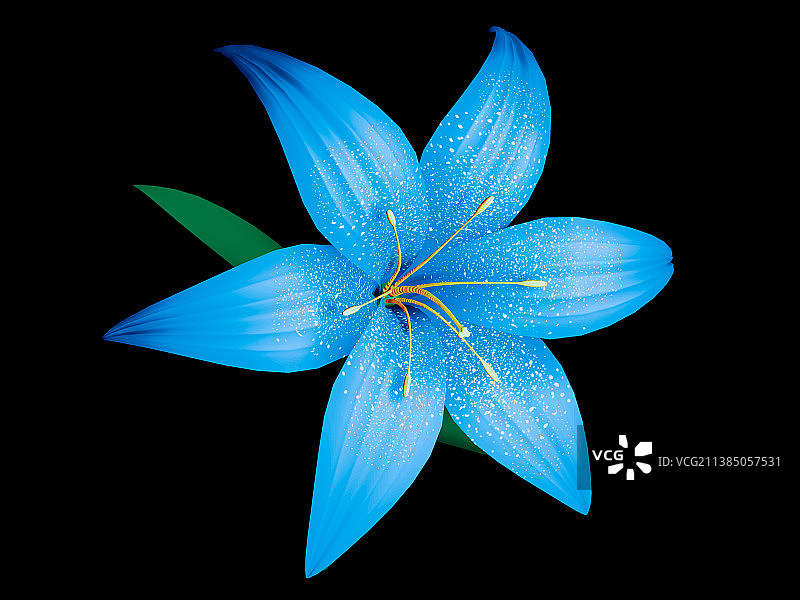 蓝色百合花，特写的蓝色花对黑色背景，越南图片素材