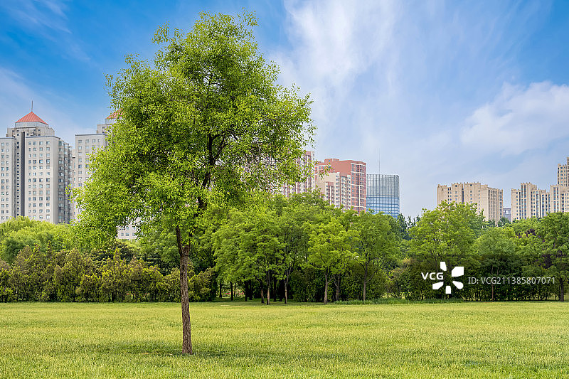 中国河南郑州城市公园草坪中间一颗枝叶茂盛的树图片素材