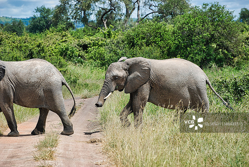 坦桑尼亚鲁阿哈姆布尤尼，野生大象和小象白天在田野上玩耍图片素材