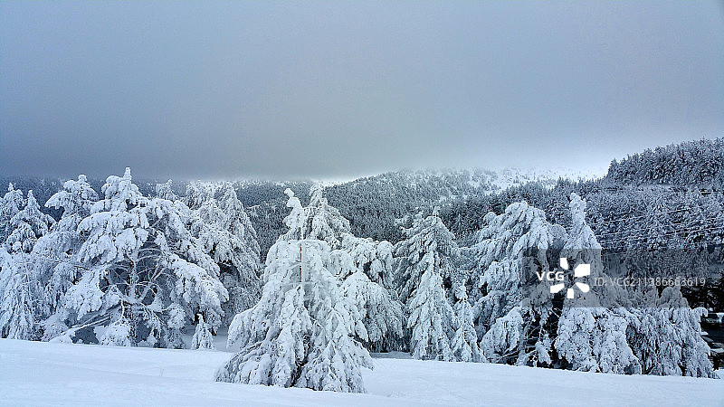 白雪覆盖的土地上的树木映衬着天空图片素材
