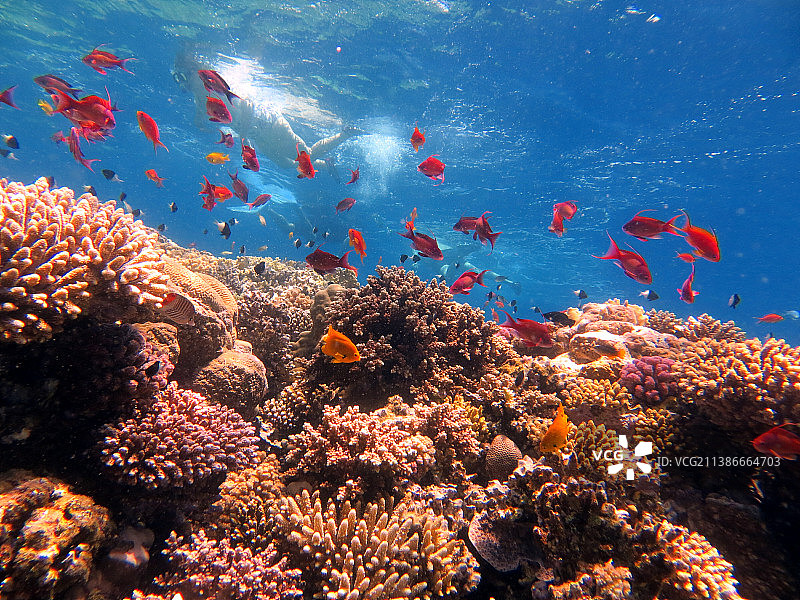 埃及达哈卜蓝洞地区的红海鱼和珊瑚礁图片素材