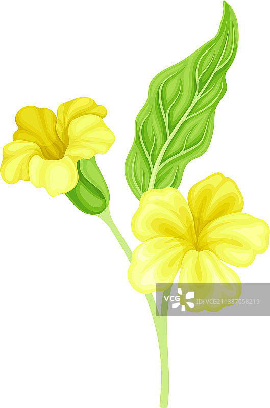 亮黄色的花，绿色的花瓣艳丽图片素材