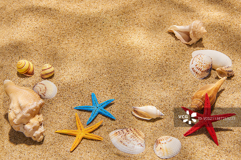 摄影棚拍摄了沙滩上的海星、蛤蜊和海螺图片素材