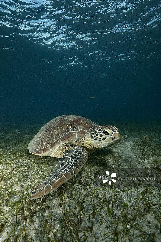 一只在水下游泳的海绿海龟，马约特图片素材
