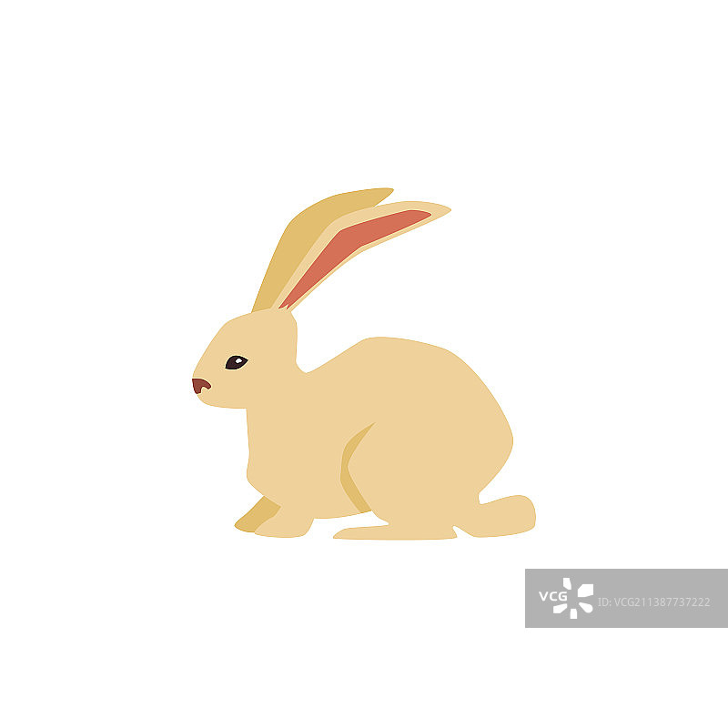 毛茸茸的灰色兔子，长耳朵野兔图片素材