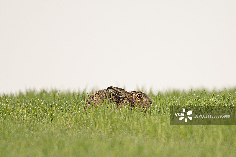 德国草原上一只隐藏的兔子的特写图片素材