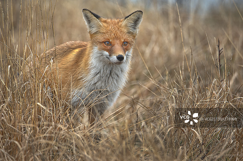 罗马尼亚，陆地上的赤狐肖像图片素材
