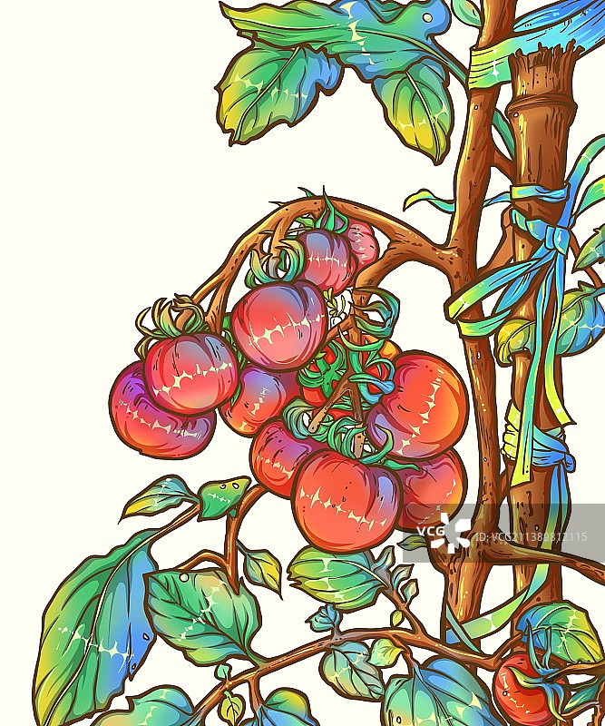 在树枝上生长的西红柿水果图片素材