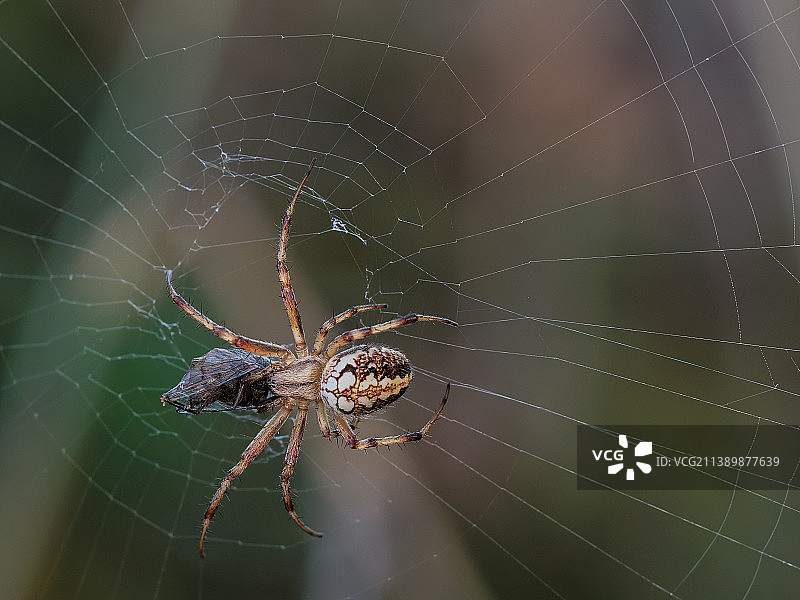 蛛网上的蜘蛛特写，西班牙图片素材