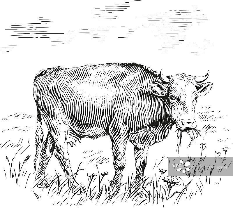 牛正站着啃草素描版画图片素材