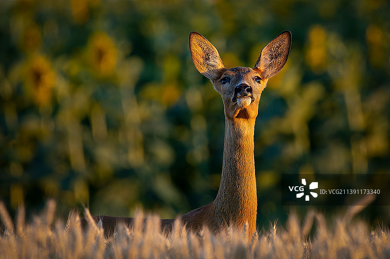 站在田野上的鹿的肖像图片素材