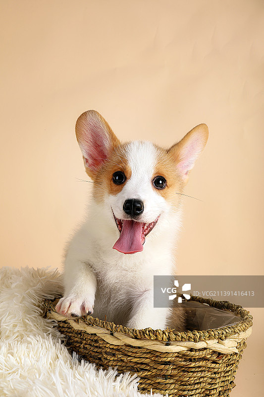 威尔士柯基犬幼犬图片素材