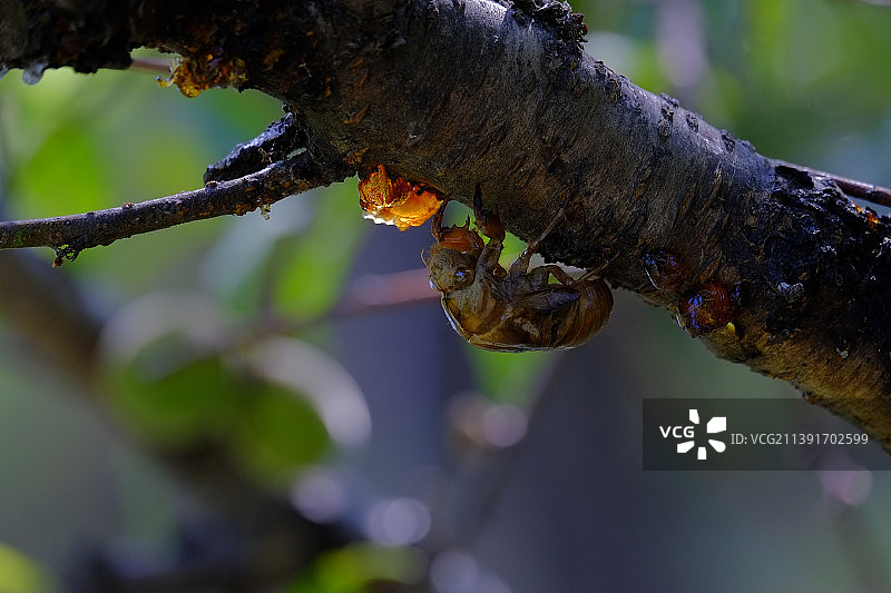 昆虫在树枝上的特写，中国图片素材