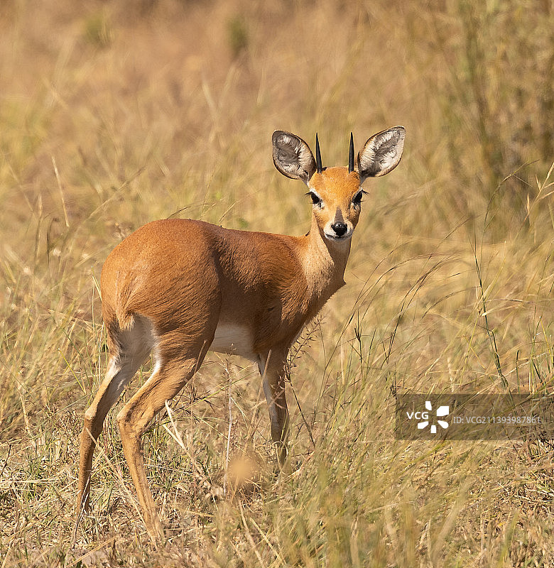 站在田野上的鹿的肖像，博茨瓦纳图片素材