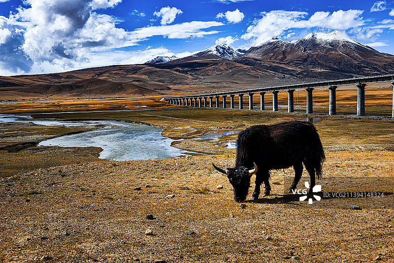 西藏拉萨当雄青藏铁路边上的牦牛图片素材
