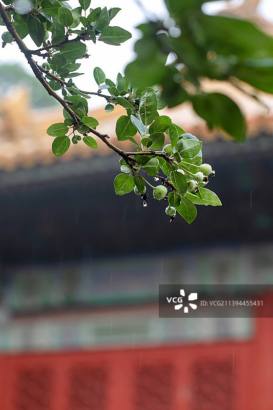 雨中故宫,青翠海棠图片素材