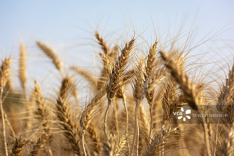 小麦在天空下生长的特写图片素材