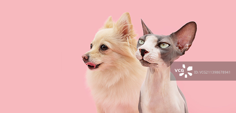 旗帜宠物斯芬克斯猫和博美犬看向别处的表情严肃和沉思，赫罗纳，西班牙图片素材