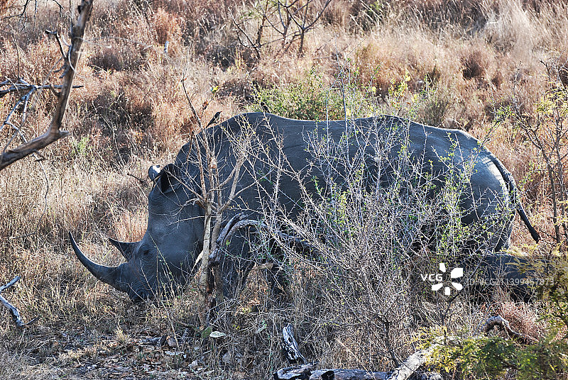 野生概念中的狩猎动物，干灌木后面的犀牛图片素材