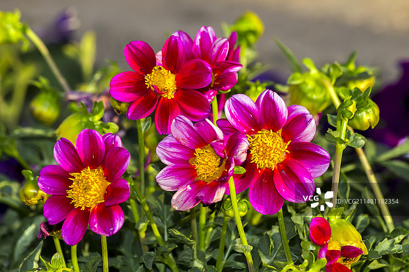 粉红色的开花植物特写，埃里温，亚美尼亚图片素材