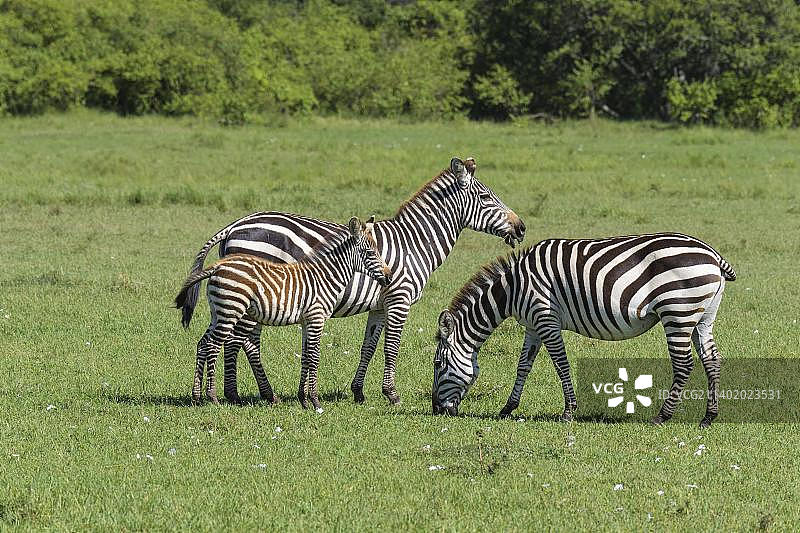 斑马(马属斑马)，成年带幼，马赛马拉国家保护区，肯尼亚，非洲图片素材