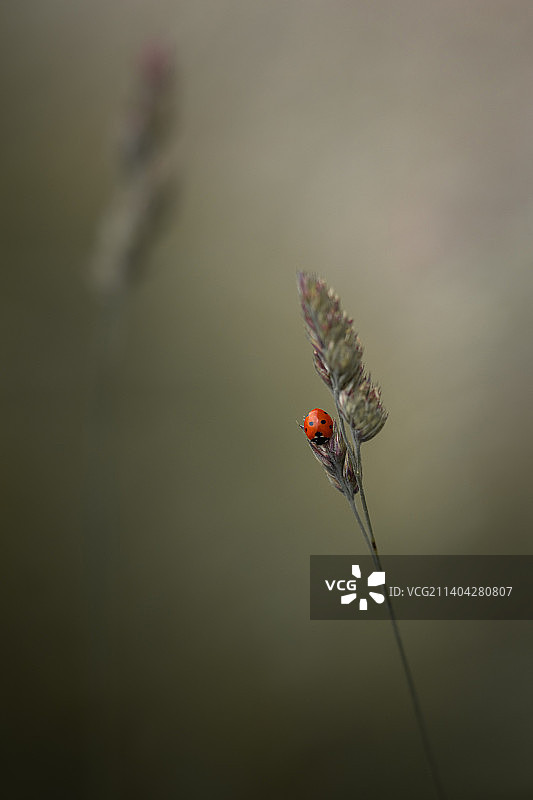 昆虫在植物上的特写，西苏塞克斯，英国图片素材