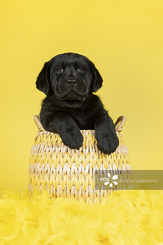 黑色拉布拉多寻回犬小狗在篮子上的黄色背景与复活节羽毛，荷兰图片素材
